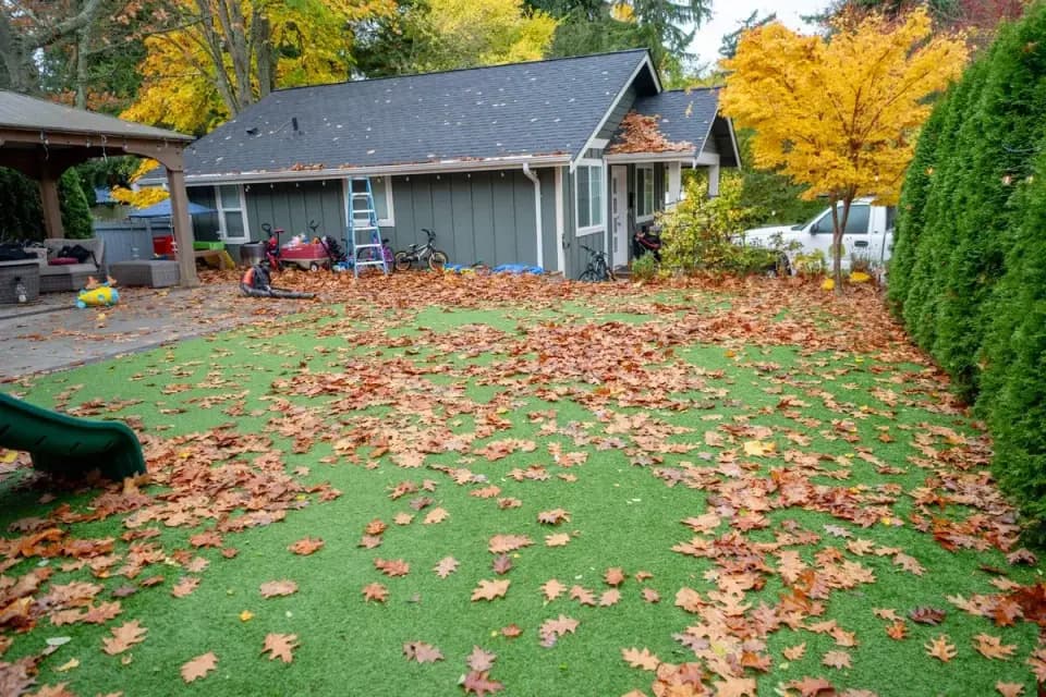 Property before leaf removal